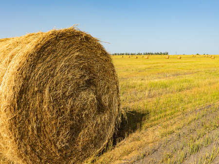 Agricultural field. Round bundles of dry grass in the field against the blue sky.