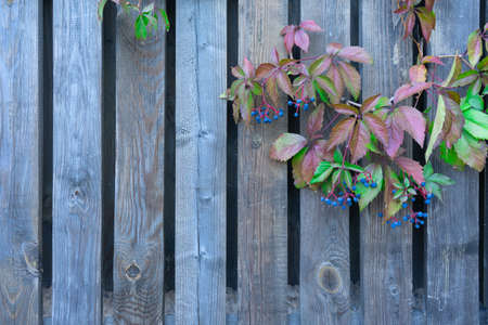 Wood lattice with red leaves of wild grapes.の写真素材