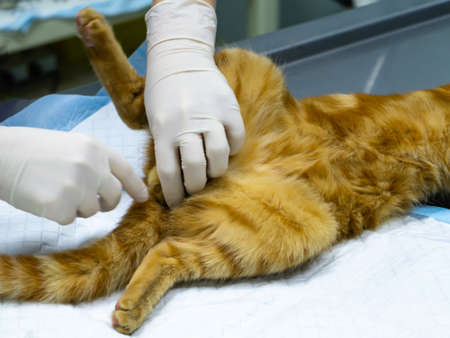 Vet performs surgery to sterilize a red catの写真素材