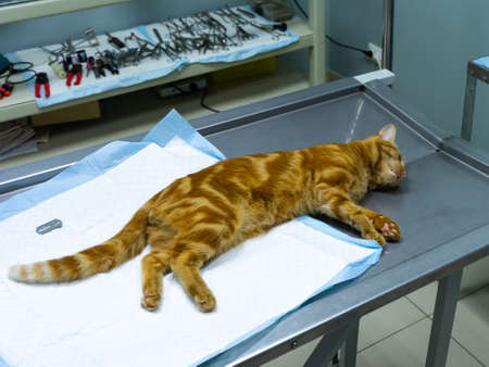 Red cat under anesthesia on a metal table at the vetの写真素材