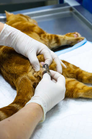 Vet performs surgery to sterilize a red catの写真素材