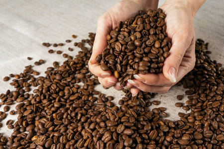 Coffee beans in hands. Hands take a handful of coffee beans from burlap bagの写真素材