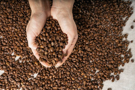Coffee beans in hands. Hands take a handful of coffee beans from burlap bagの写真素材