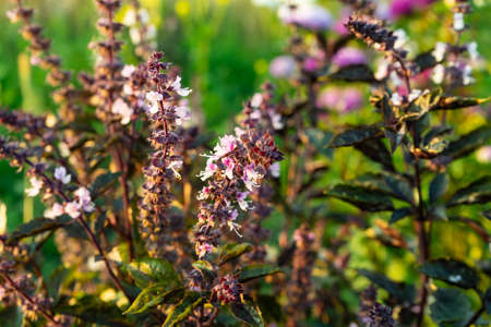 Lemon basil Hoary basil Hairy basil tree and seedsの写真素材