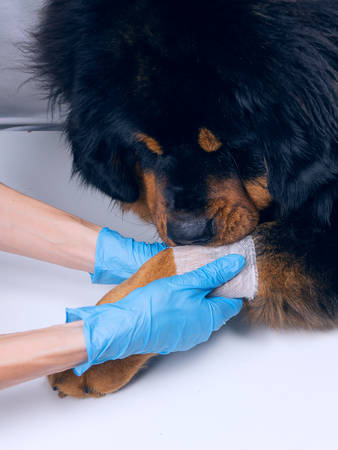 The vet bandages the wound on the dog's paw. Treatment dogs have the vet. Copy space.