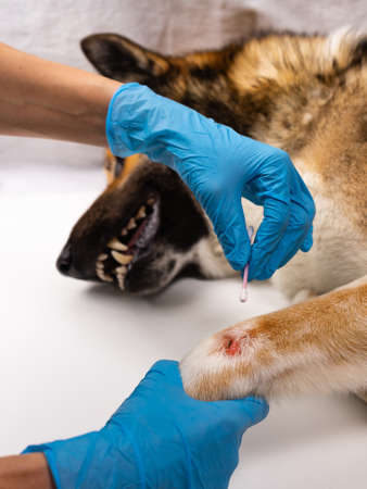 The vet treats the wound on the dog's paw. Treatment dogs have the vet. Copy space.