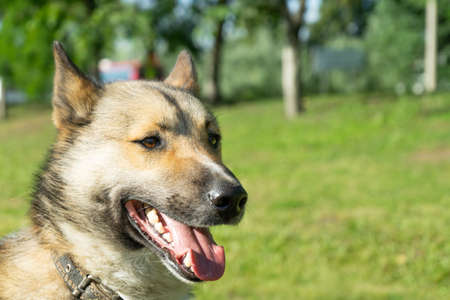 Beautiful portrait of a dog. Siberian Laika. Beautiful husky.の写真素材