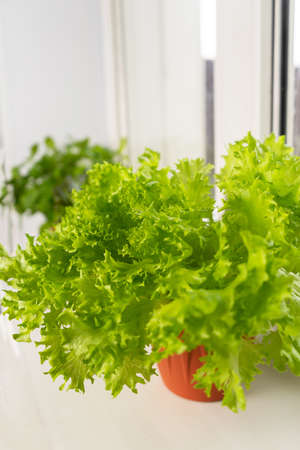 Growing lettuce at home in a pot on a window. Selective focus. Copy spaceの写真素材