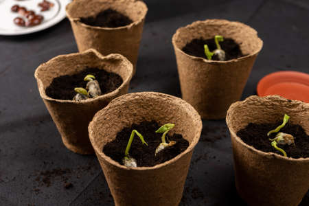 Girl plants seedlings in peat pots.の写真素材