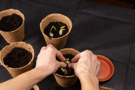 Girl plants seedlings in peat pots.