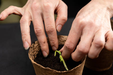 Girl plants seedlings in peat pots.