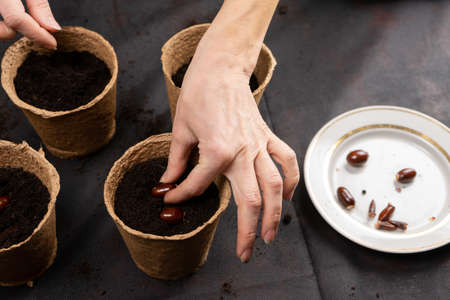 The girl planted Litchi chinensis seeds in peat pots for growing seedlings.の写真素材