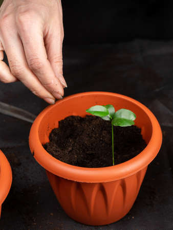 Girl plants seedlings in plastic pots. Growing seedlings. Copy space