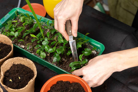 Girl plants seedlings in plastic pots. Growing seedlings. Copy space