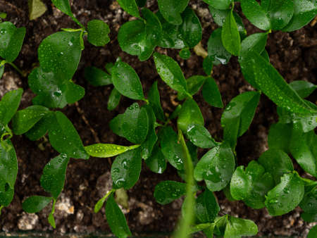 Seedlings in peat soil, background image.