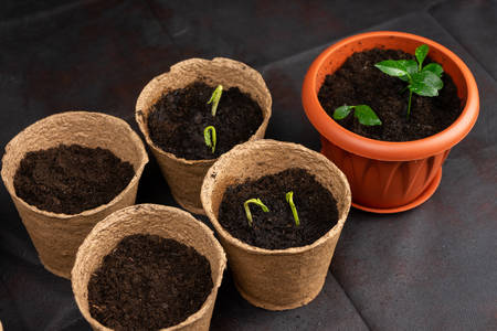 Seedlings in pots on the table. Background image.