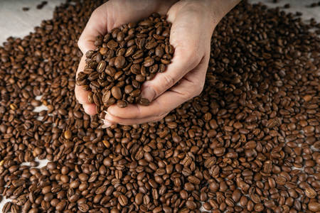Coffee beans in hands. Hands take a handful of coffee beans from burlap bag