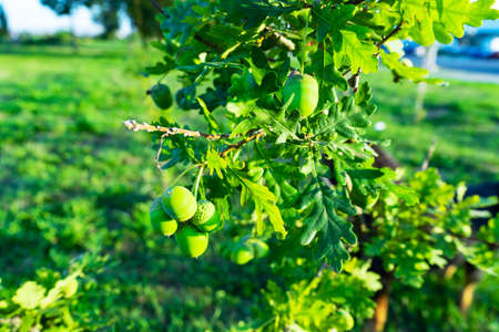 Acorns fruits hanging in the oak nut tree against green backgroundの写真素材