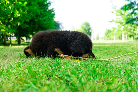 Puppy Tibetan Mastiff bites a stick lying on the grass. Sunny day.の写真素材