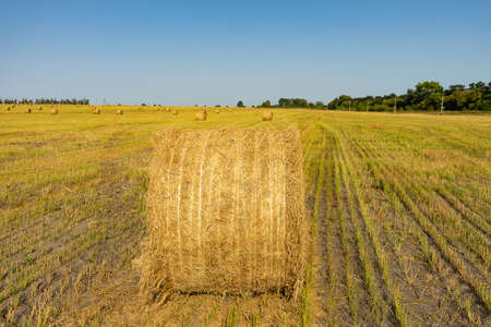 Agricultural field. Round bundles of dry grass in the field against the blue sky. farmer hay roll...