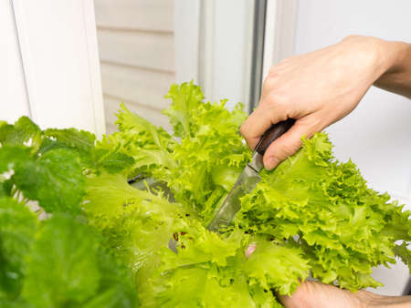 Growing salad at home in a pot on the window. Woman cuts off lettuce leaves. Selective focus.の写真素材