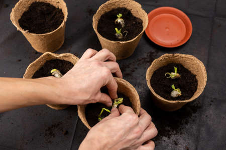 Girl plants seedlings in peat pots. Growing seedlings.の写真素材