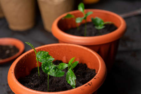 Seedlings in pots on the table. Background image. Copy space.の写真素材
