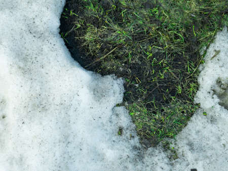 A thawed patch in the snow with green grass, spring sceneryの写真素材