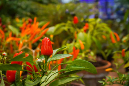 Small red variety of chili pepper grown in pot. Potted pepper.の写真素材
