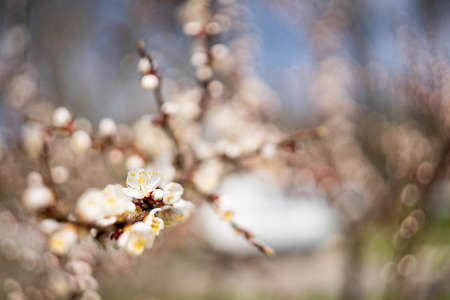 Cherry blossoms in spring. Beautiful bokeh in the backgroundの写真素材
