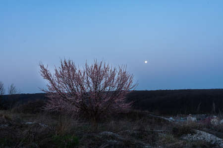 Cherry blossoms in spring. Early morning, the moon above the horizonの写真素材