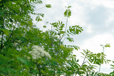 Rowan flowers in early spring. Clouds sky backgroundの写真素材