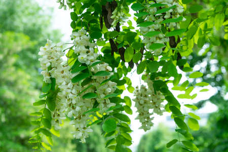 Flowers of a white acacia against green foliageの写真素材