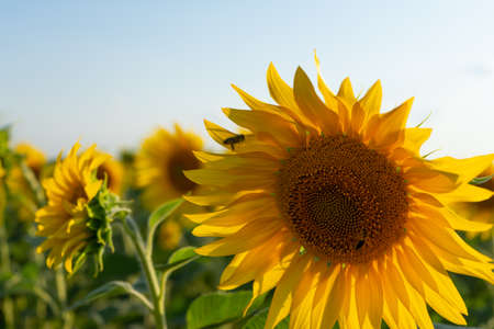 Field of blooming sunflower. Sunflower close-up and bees pollinating it. Agricultural production. Farming. Growing foodの写真素材
