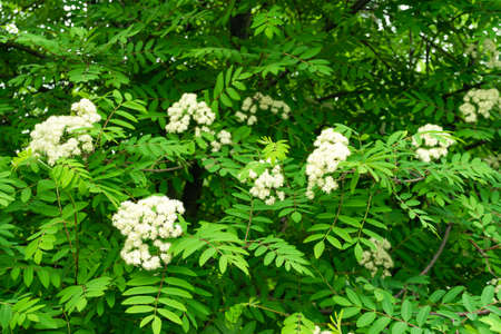 Blooming mountain ash in the park. The lush green background