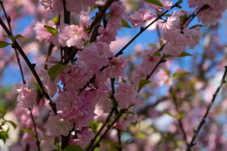 Cherry blossoms on a blue sky background. Selective focus.の写真素材