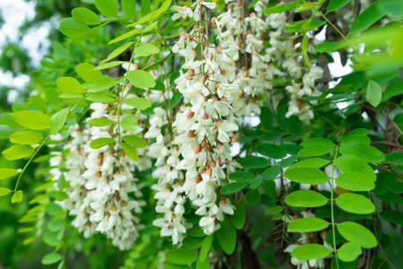 Flowers of a white acacia against green foliageの写真素材