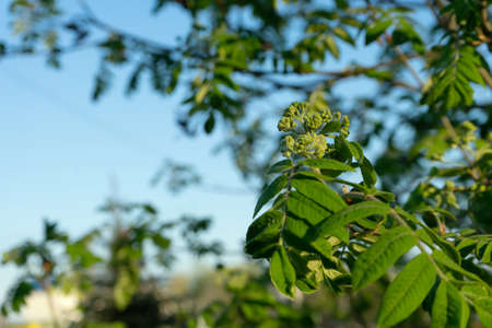 Nature easters background of the young spring leaves