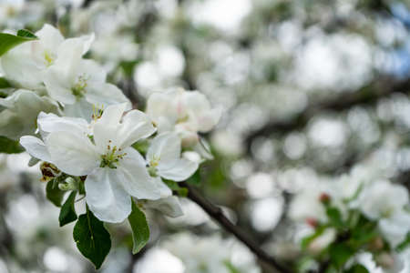 Blossoming flowers on the apple tree. Spring.