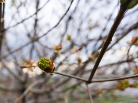 Nature easters background of the young spring leavesの写真素材