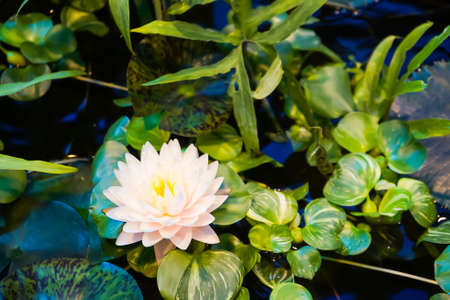 Water Lily flower blooming in the greenhouse pond