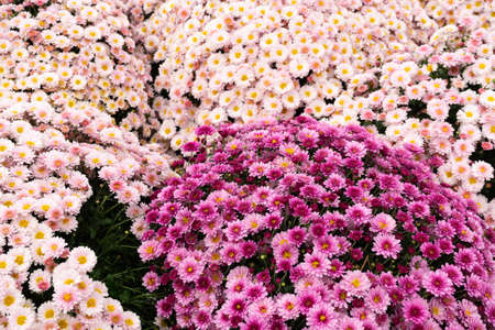 Lots of pink chrysanthemum flowers. Background image from a flowerbed. copy spaceの写真素材