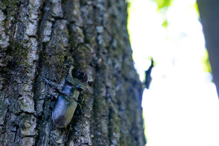 A male stag beetle crawls up a tree trunk.の写真素材