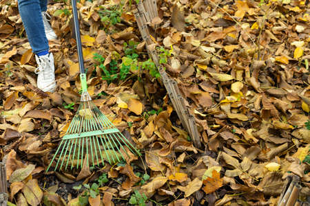A man cleans up the fallen yellow leaves in the garden. Green rake the leaves. Fallen leaves in the garden.の写真素材