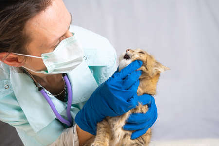 Veterinarian examining teeth of a cat while doing checkup at clinic. Animal Care Concept.の写真素材