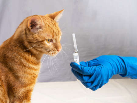 A blue-gloved hand gives the cat a sniff of the syringe before it is vaccinatedの写真素材