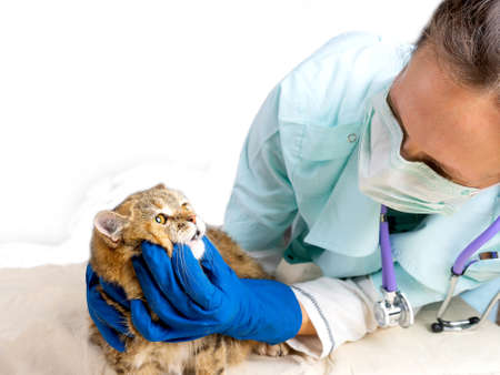 Veterinarian examining teeth of a cat while doing checkup at clinic. Animal Care Concept.の写真素材