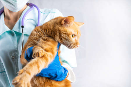 A veterinarian holds a bright red cat in his arms. Animal Health Conceptの写真素材