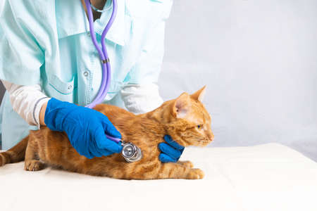 A bright red cat on a white table at the vet. Listening to the heart with a stethoscopeの写真素材