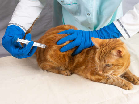 The veterinarian gives an injection to a bright red cat. Treatment of petsの写真素材